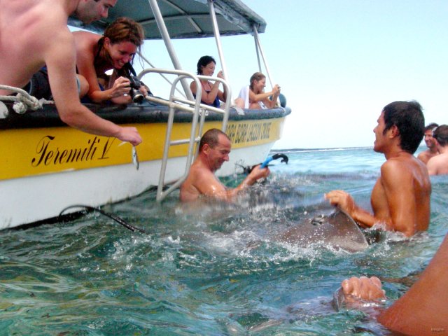 15- Les touristes ravis de voir des raies pastenagues 
